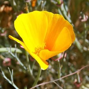 Meet your Posher, Bonnie